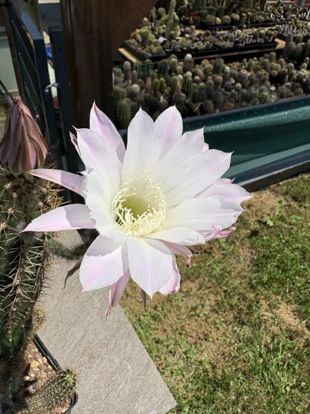 Echinopsis hybr. lila